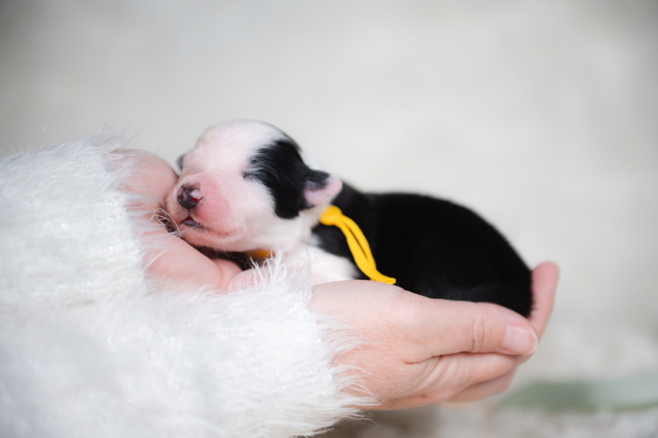 Black and white Border Collie puppy for sale in Florida.