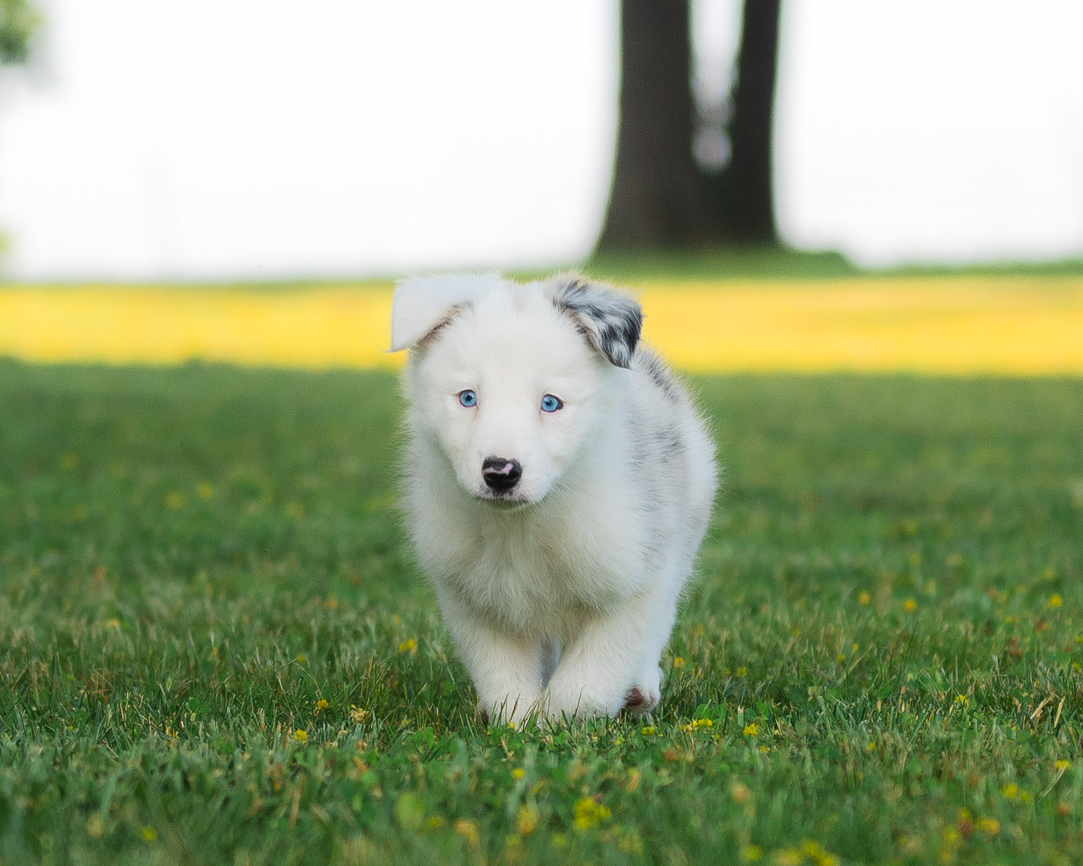Border Collie puppy for sale in Florida.