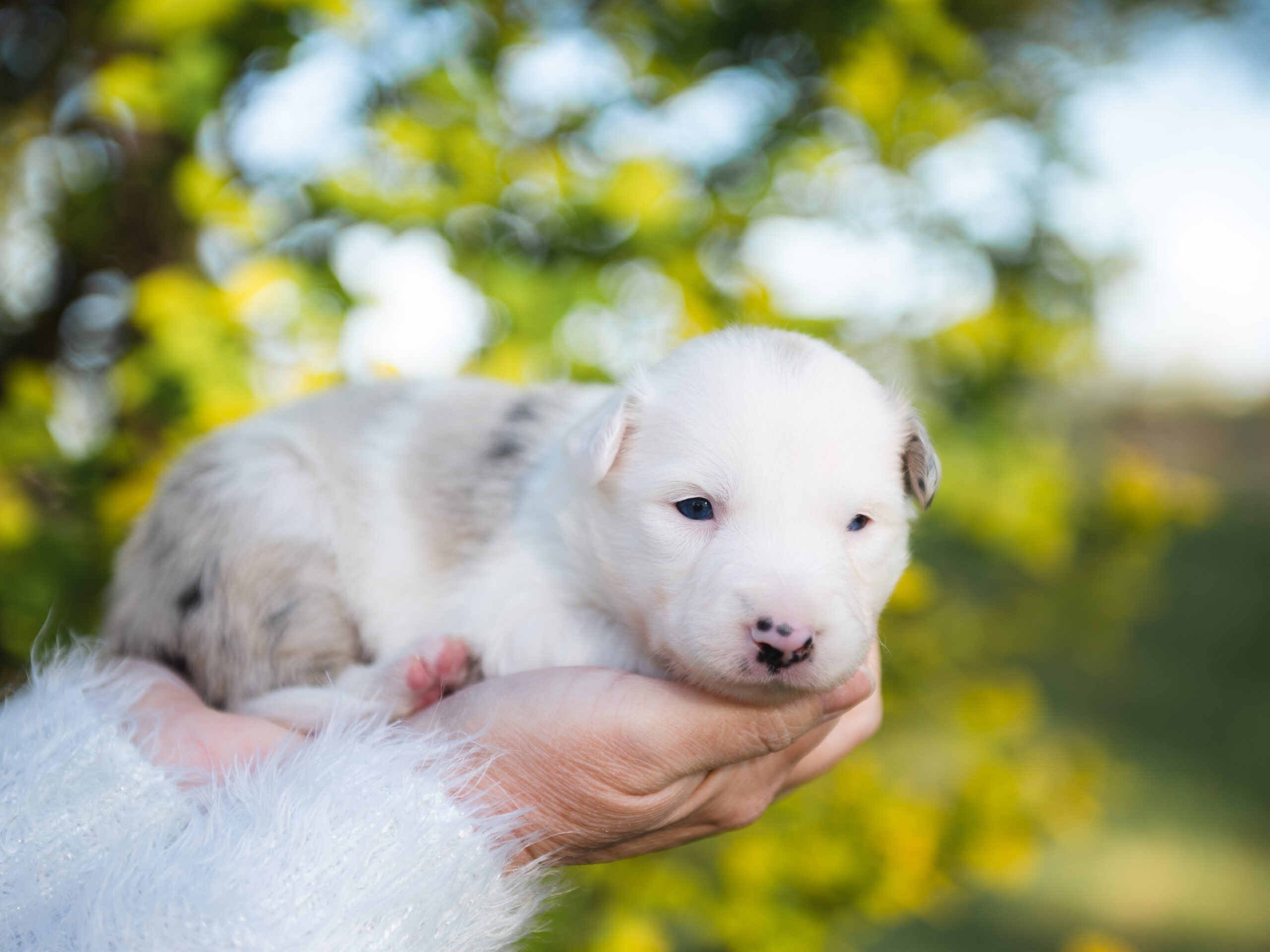 Blue merle Border Collie puppy for sale in Florida.