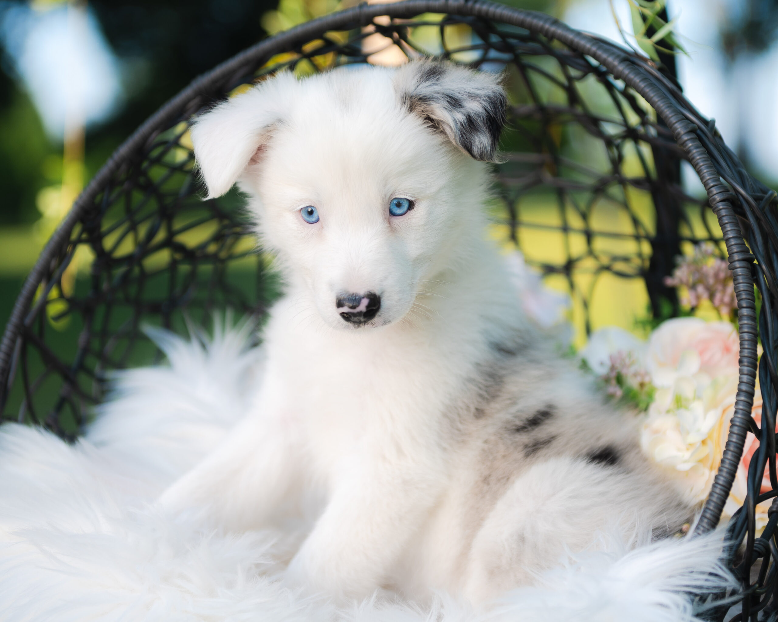Blue merle Border Collie puppy for sale in Florida.