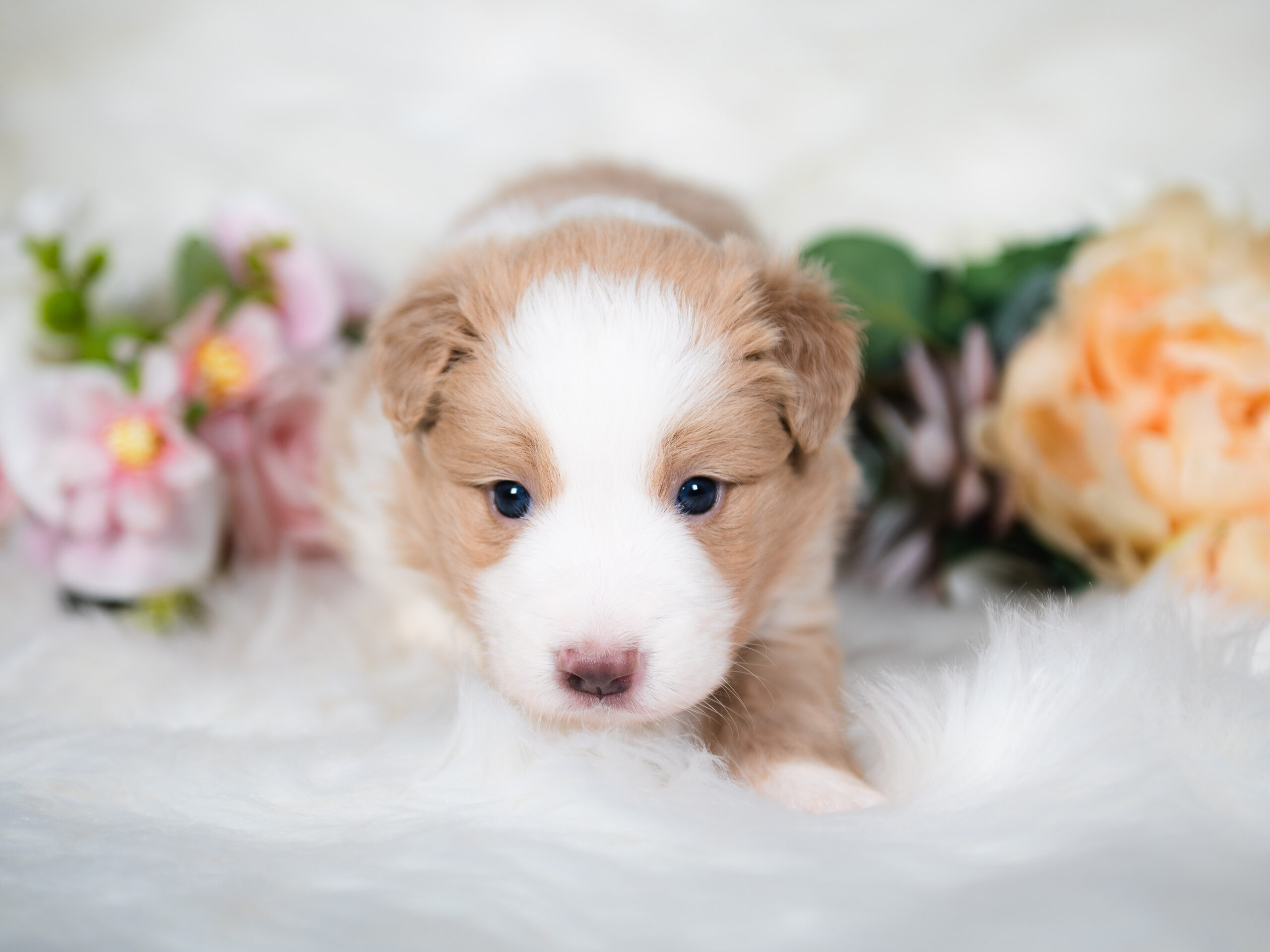 Gold & White Border Collie puppy for sale in Florida.