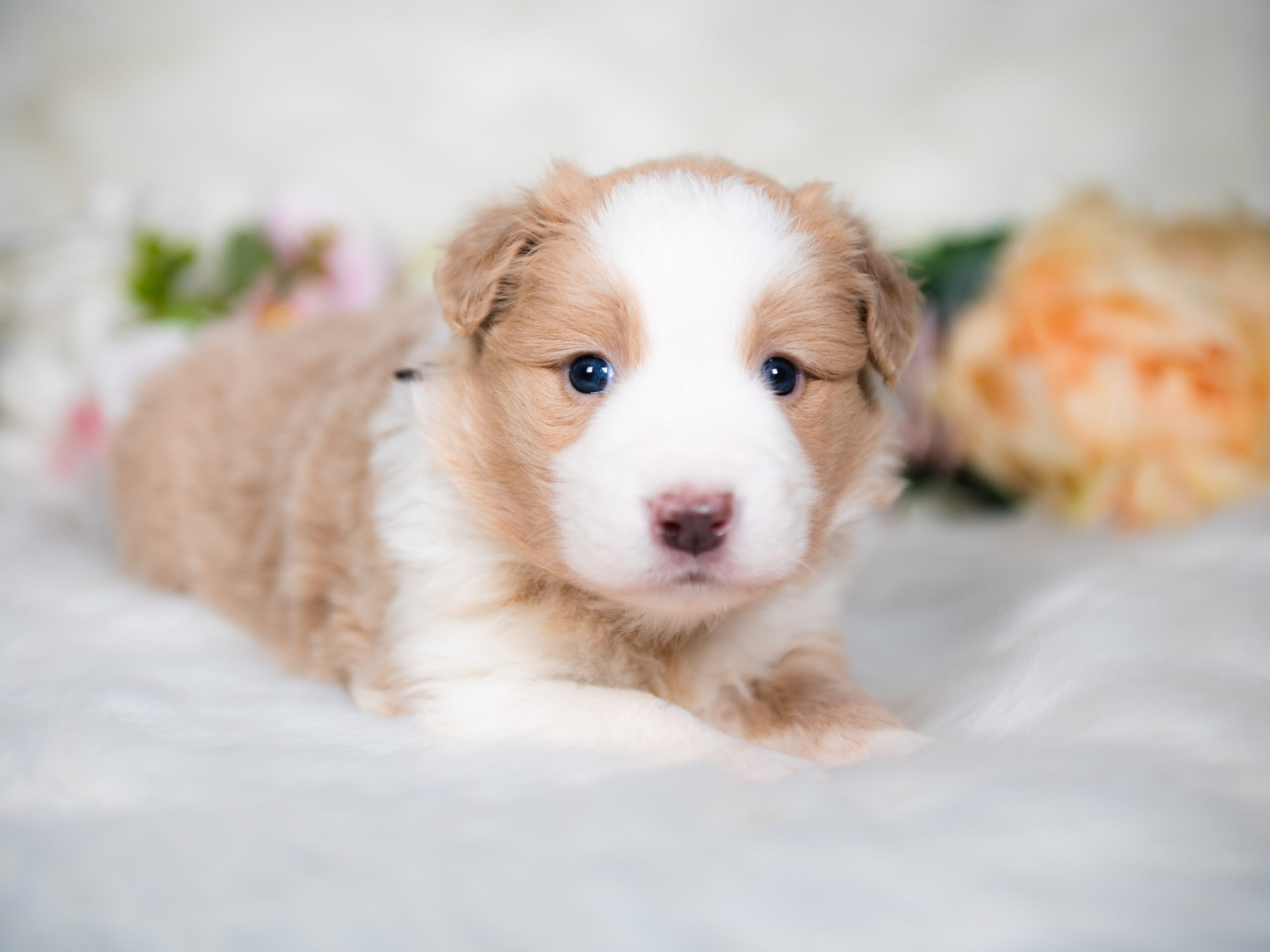Gold & White Border Collie puppy for sale in Florida.