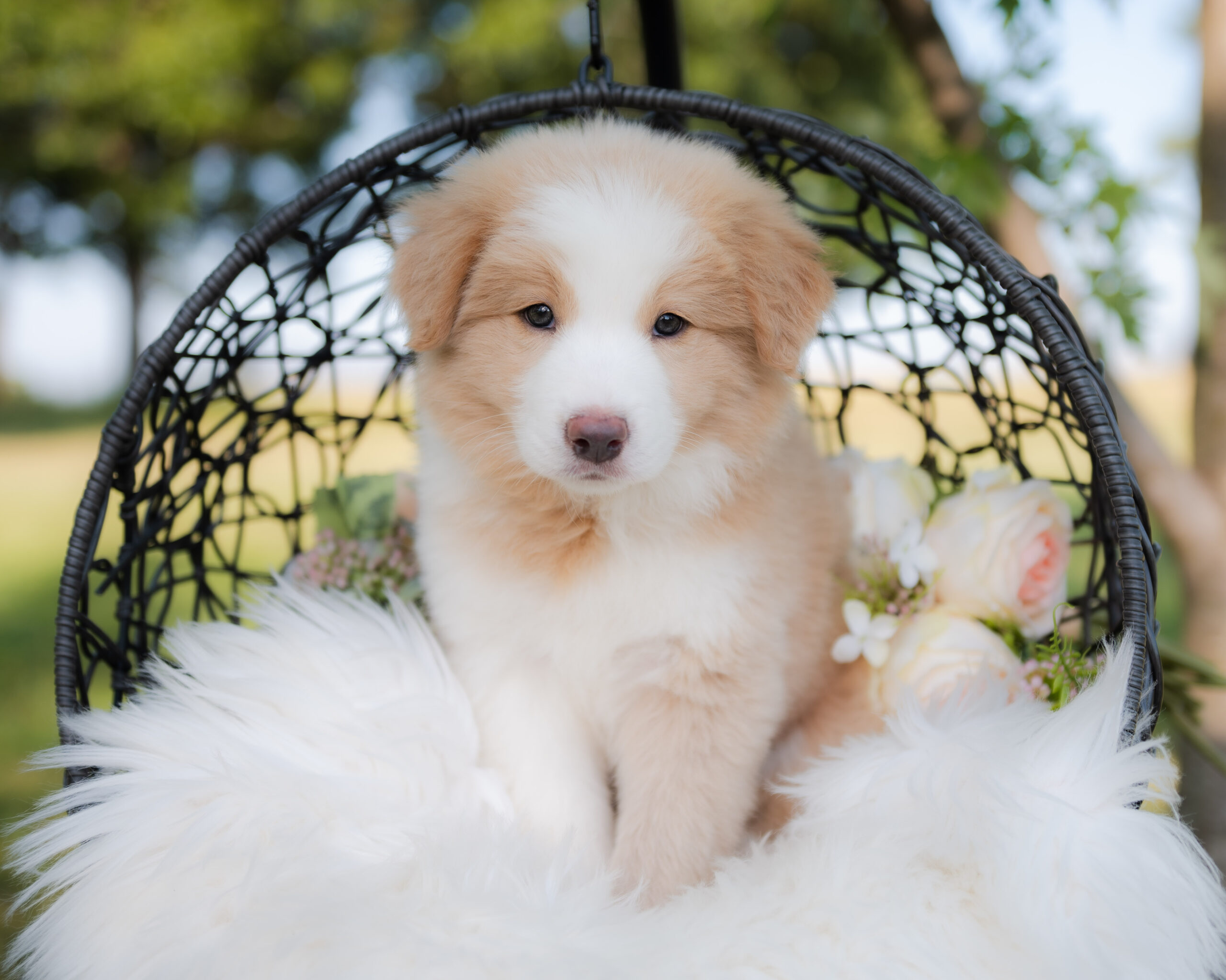 Gold and white Border Collie Puppy for sale in Florida.