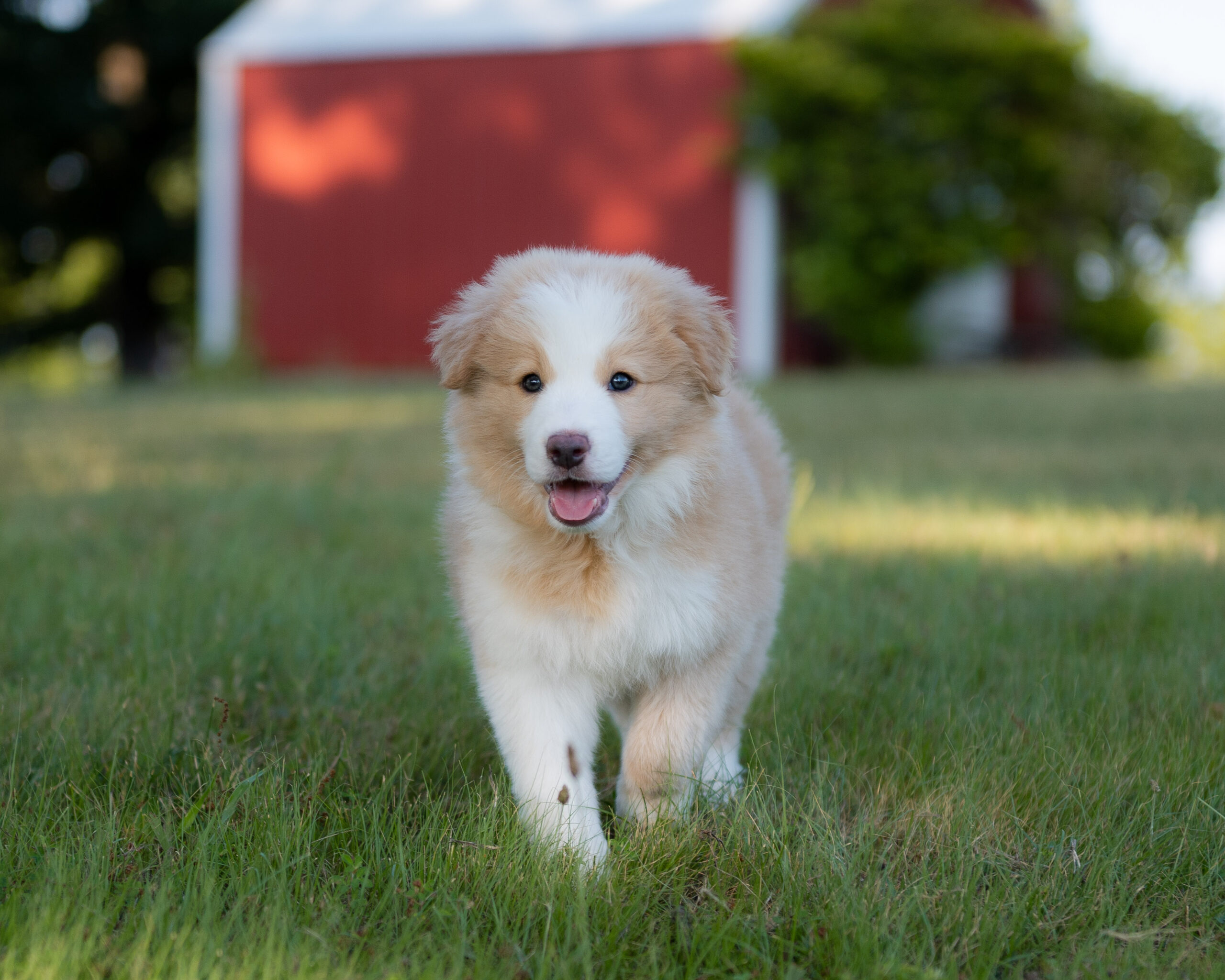 Gold and white Border Collie Puppy for sale in Florida.