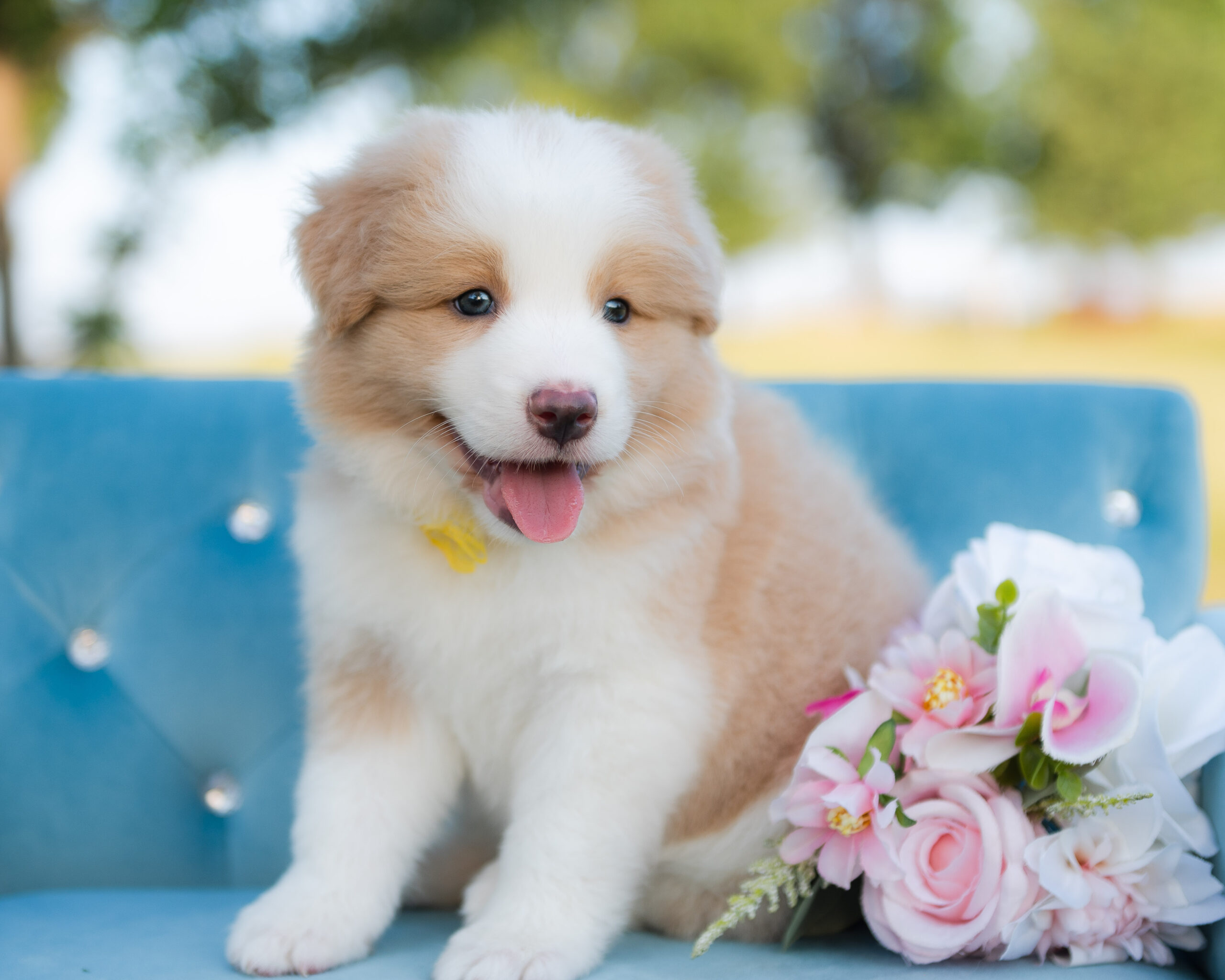 Gold and white Border Collie puppy for sale in Florida.