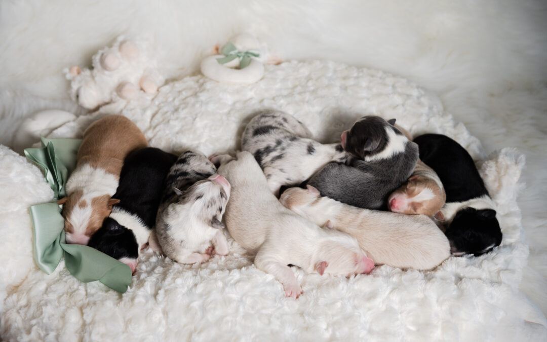 Click Here To See ‘The Lion King’ Litter’s Border Collie Puppy Baby Pics
