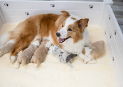 Border Collie puppies for sale near me.