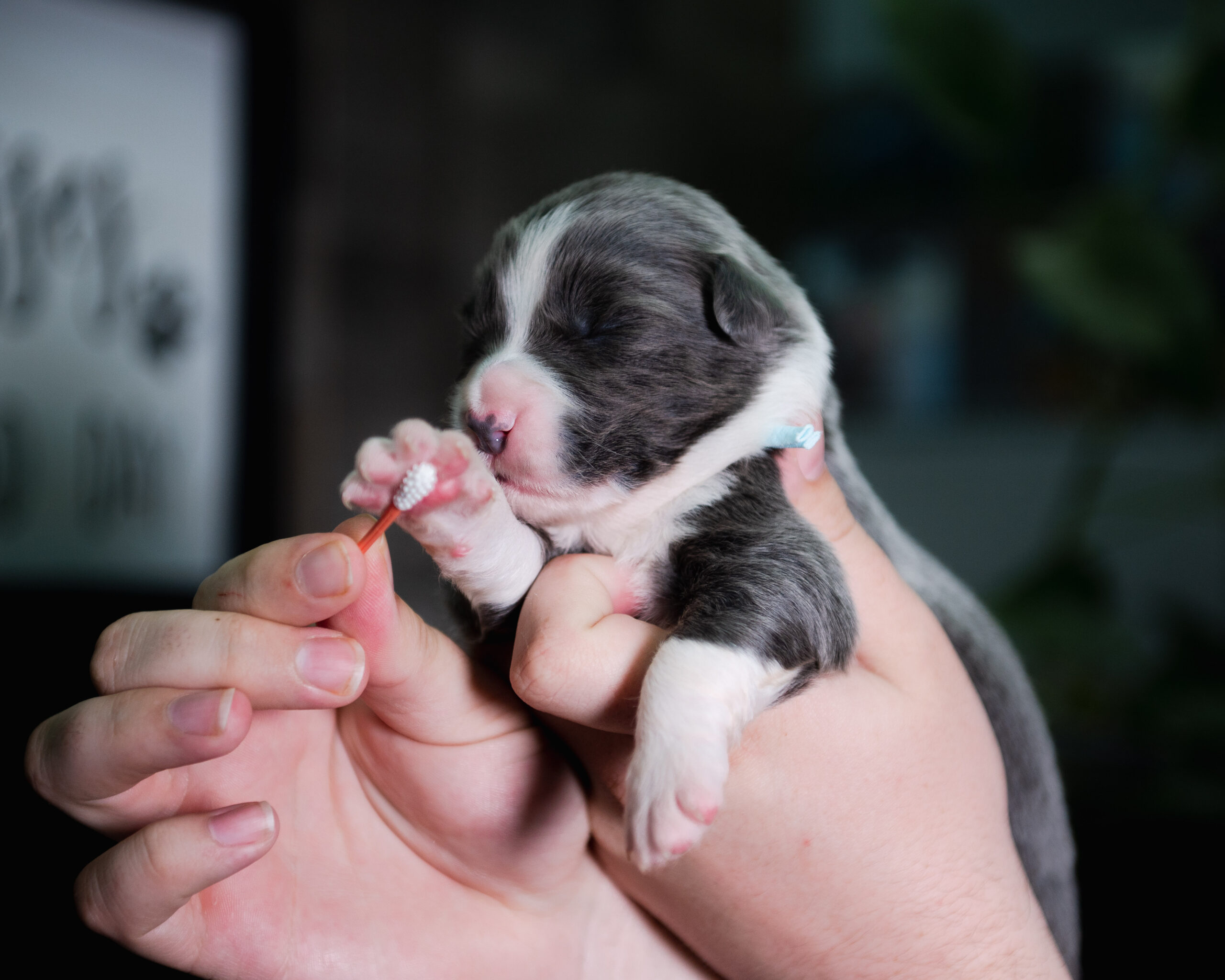 Blue Border Collie puppy for sale in Missouri.