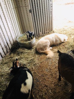 Maremma Sheepdog Guards Nigerian Dwarf Goats