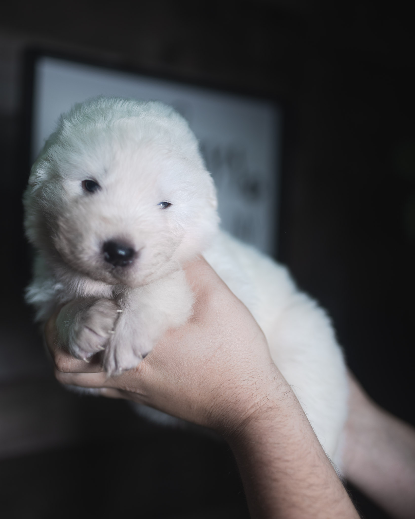 Maremma Sheepdog puppy for sale.