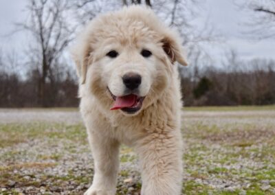 This Maremma Sheepdog puppy is going to grow up to be a livestock guardian dog.