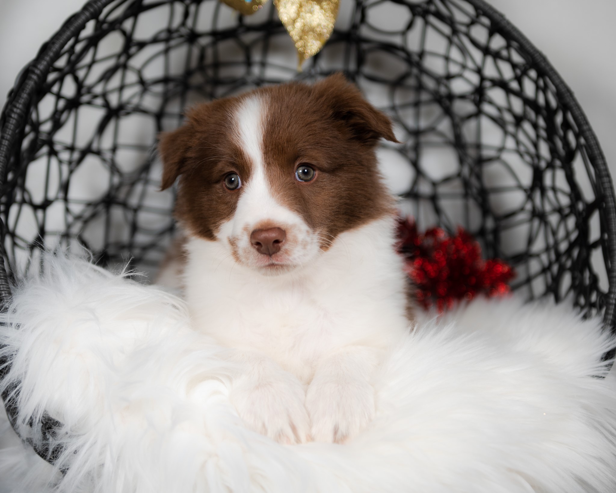 Border Collie puppy for sale in California.