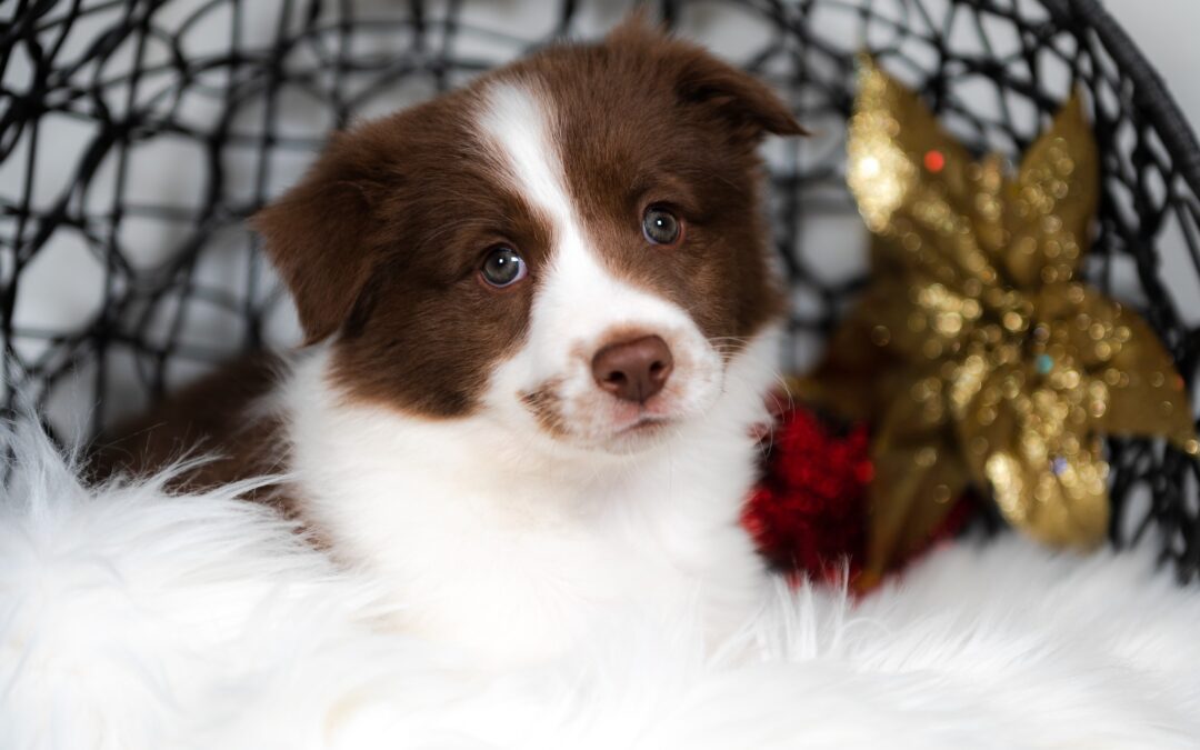 Rosalie | Red & White Female Border Collie Puppy