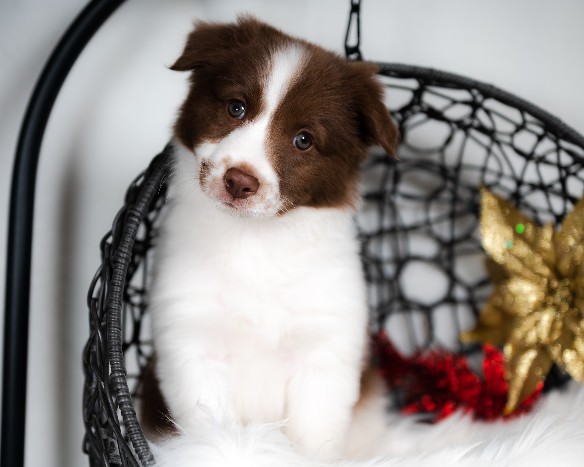 Border Collie puppy for sale in California.