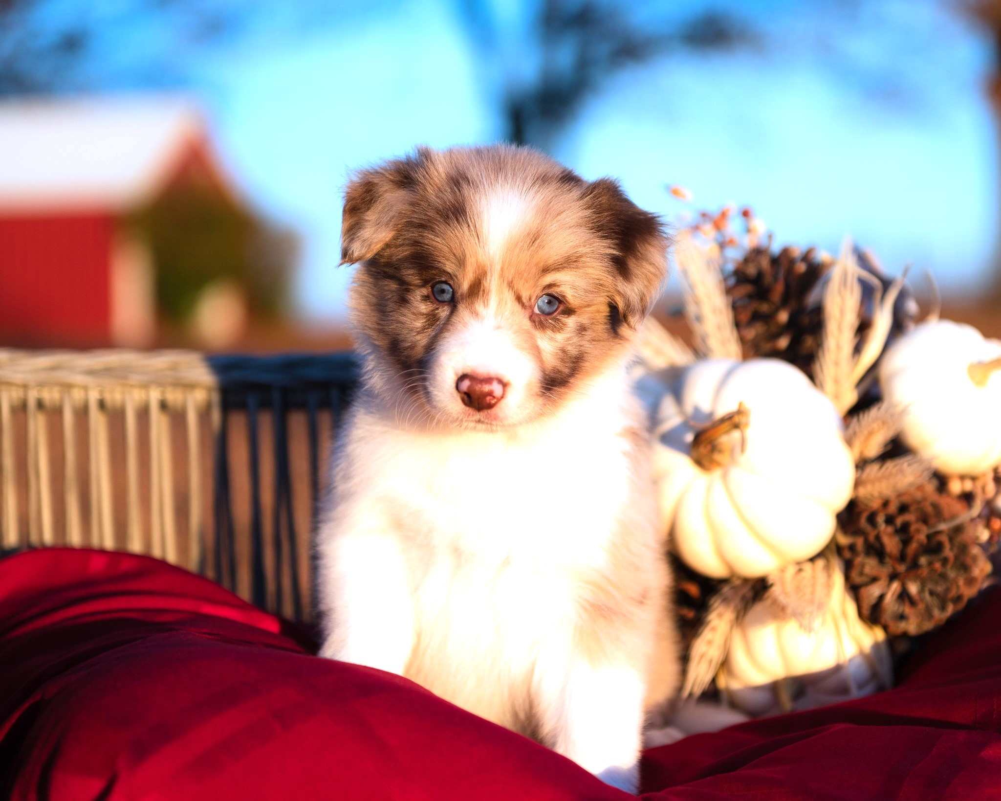 Border Collie puppy for sale in Colorado.