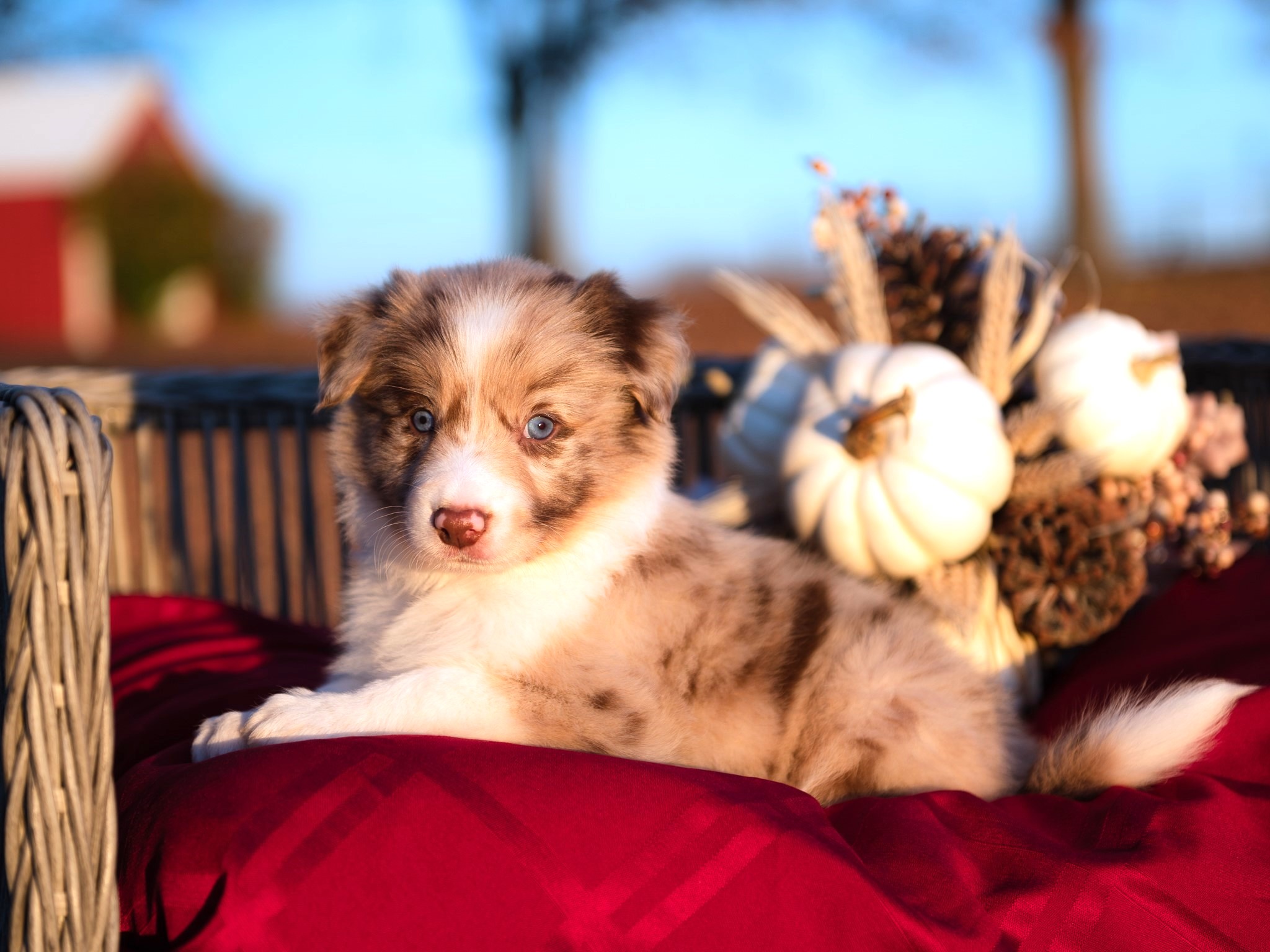 Border Collie puppy for sale in Colorado.
