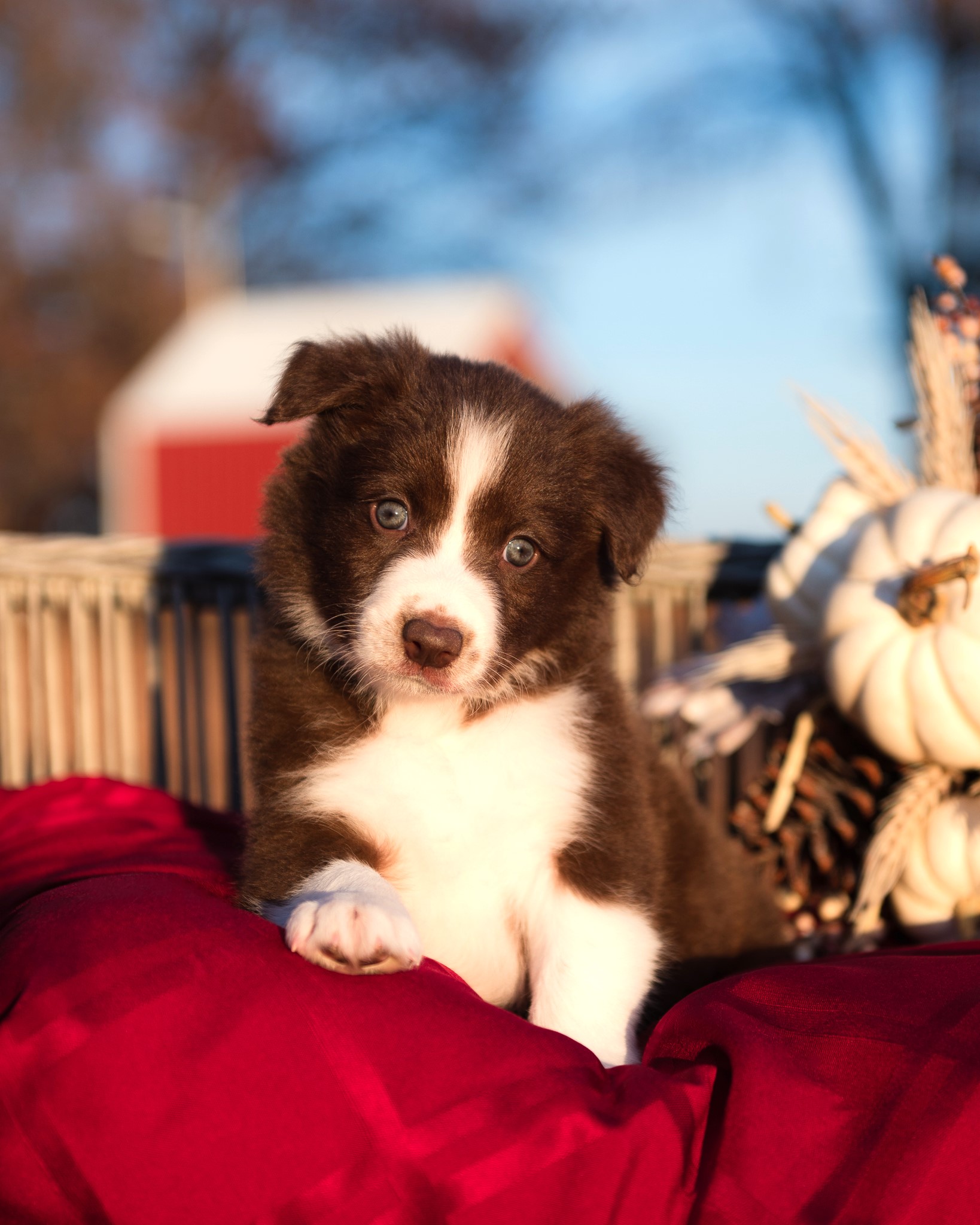 Border Collie puppy for sale in Missouri.