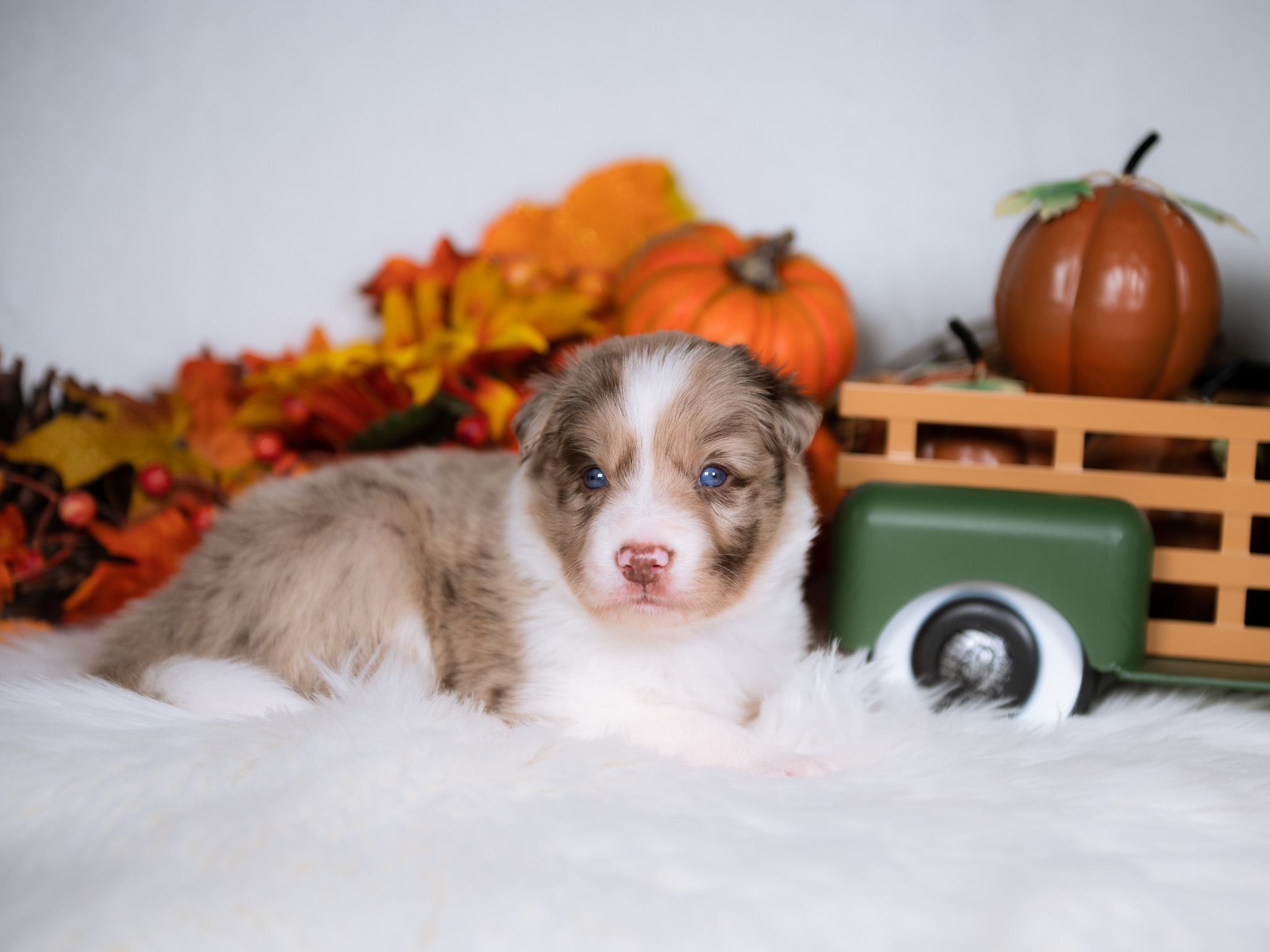 Border Collie puppy for sale in New Jersey.