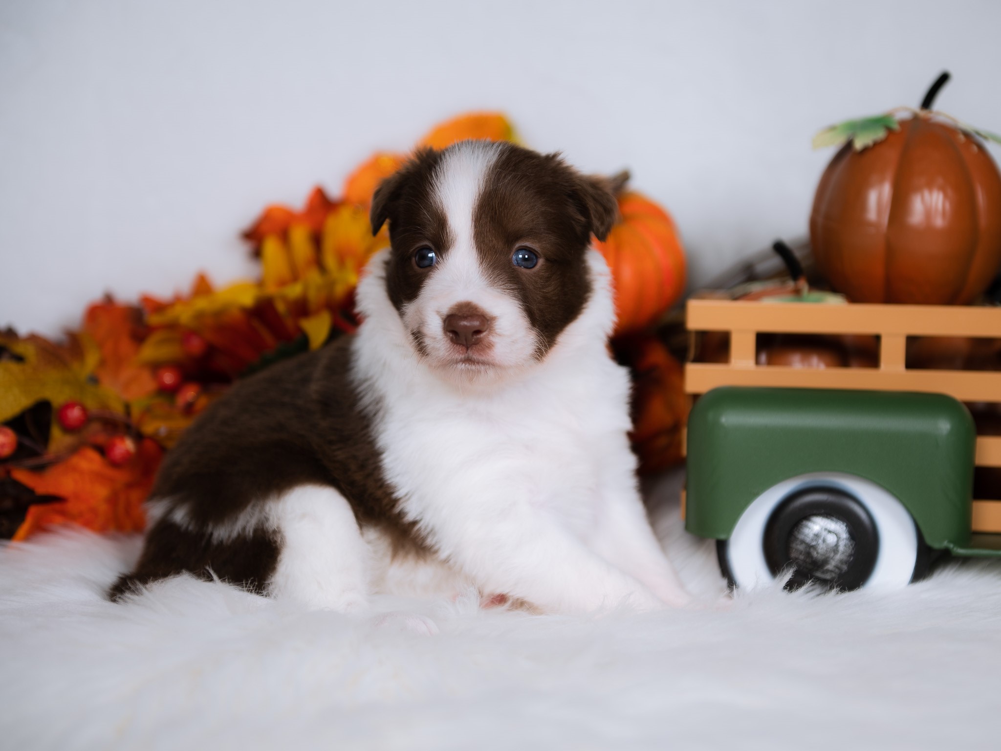 Border Collie puppy for sale in St. Louis.