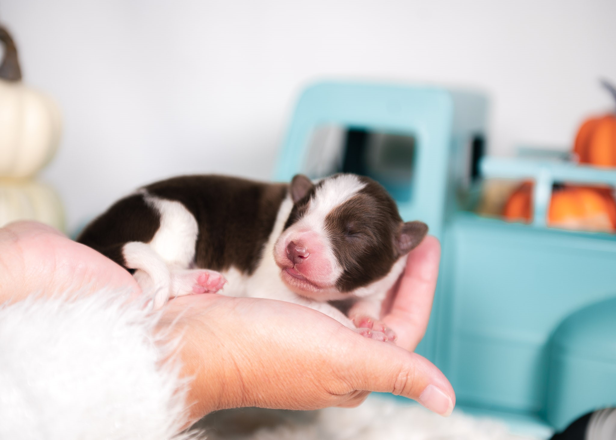 Red & White female Border Collie puppy for sale in Florida.