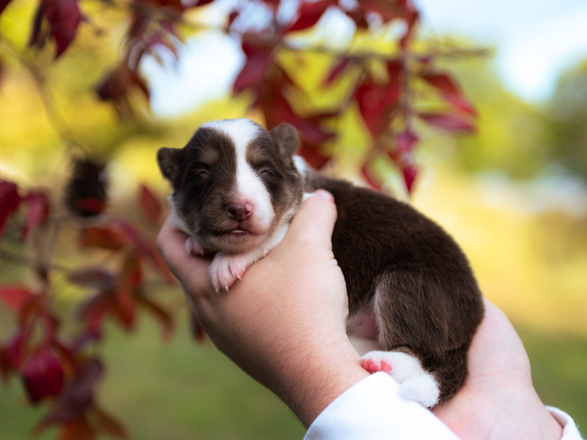 Red & White Tri Border Collie female puppy for sale in Florida.