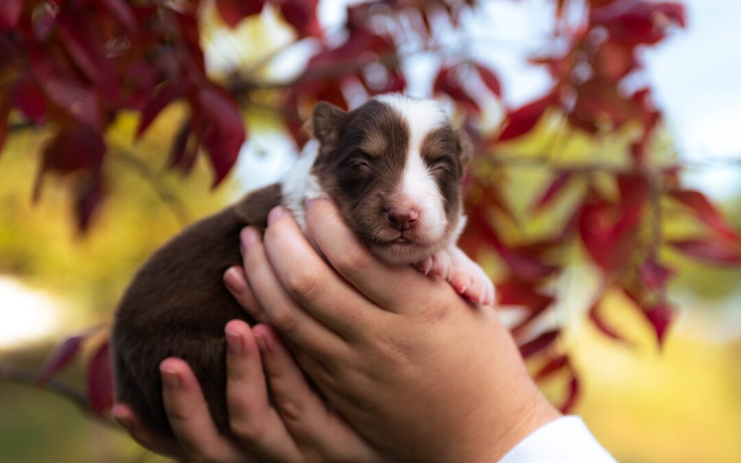 Reserved | Esme | Red & White Tri Female Border Collie Puppy