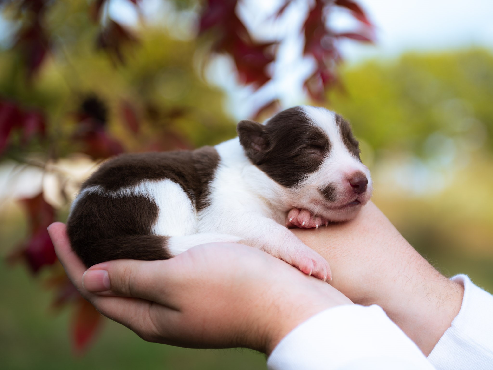 Red & White female Border Collie puppy for sale in Florida.