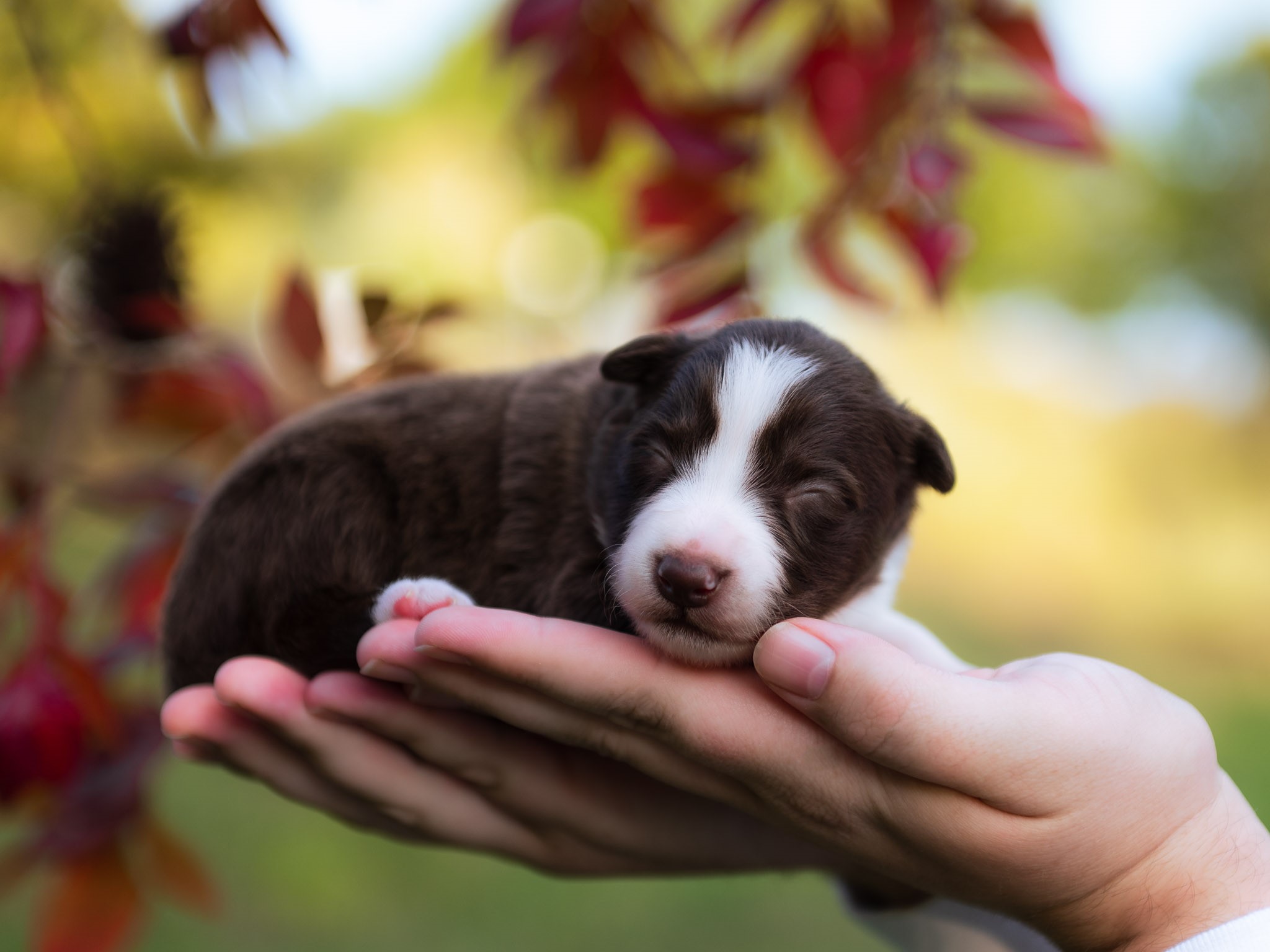 Red and white female Border Collie puppy for sale in Florida.