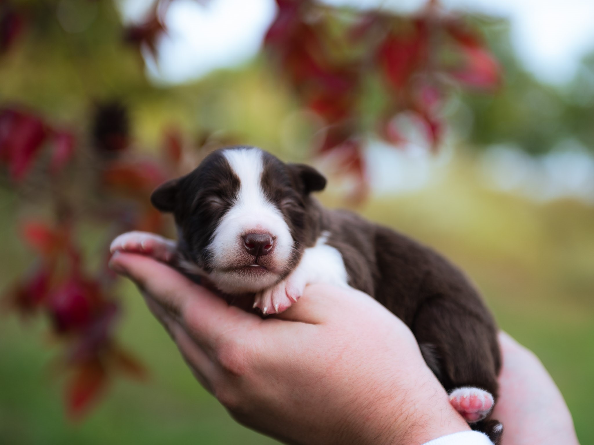 Red and white female Border Collie puppy for sale in Florida.
