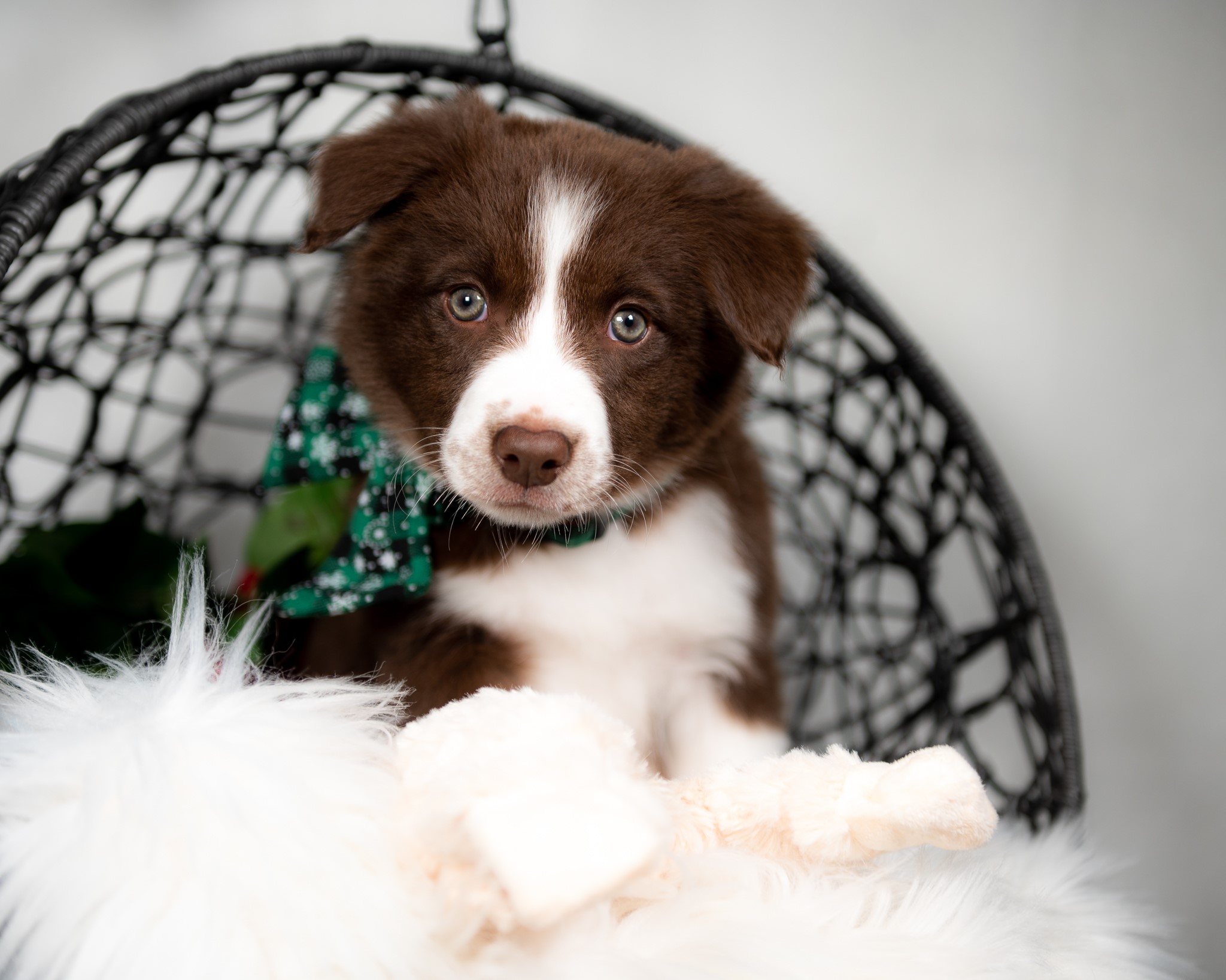 Red and white female Border Collie puppy for sale in Missouri.