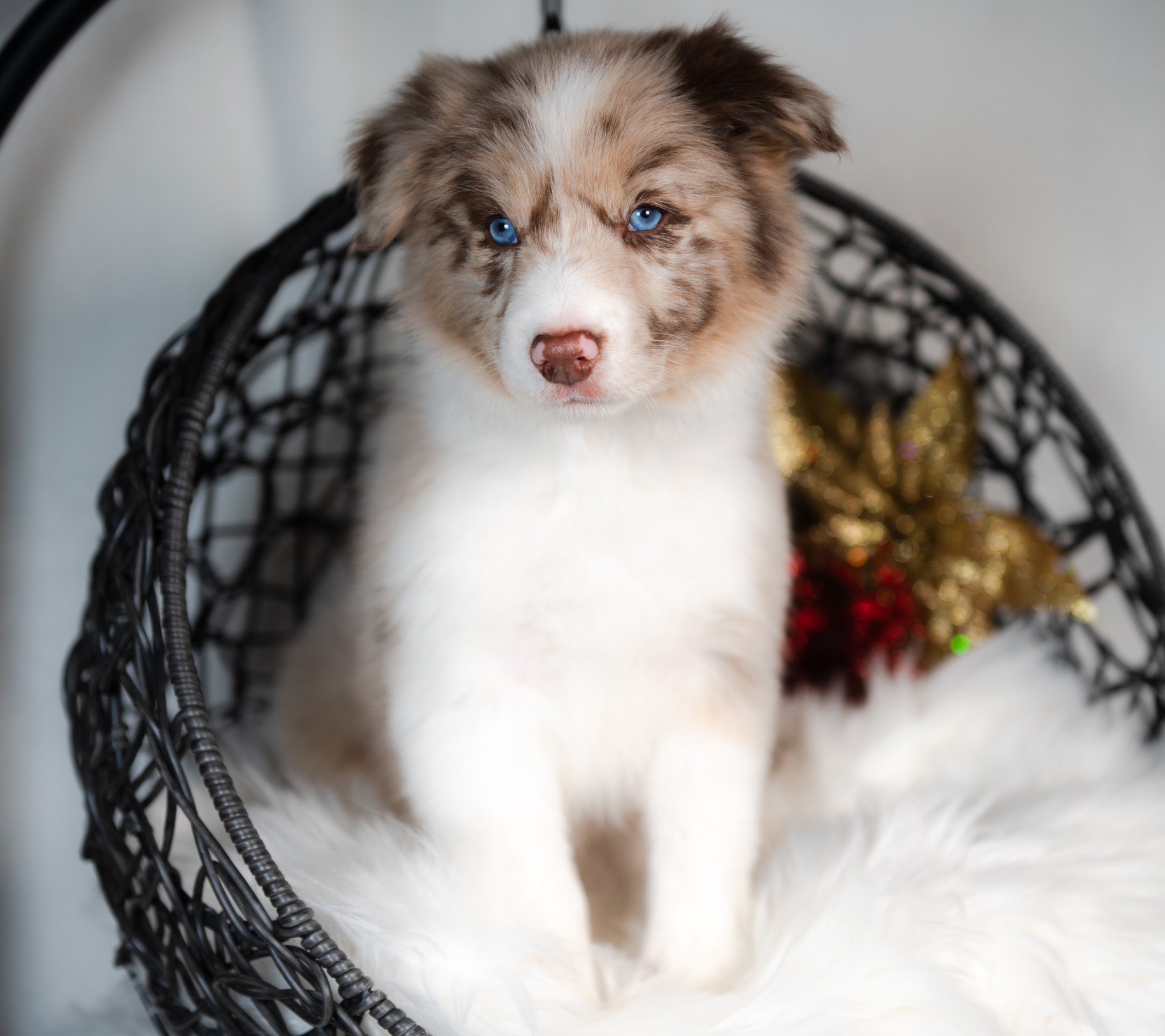 Red merle Border Collie puppy for sale in St. Louis.
