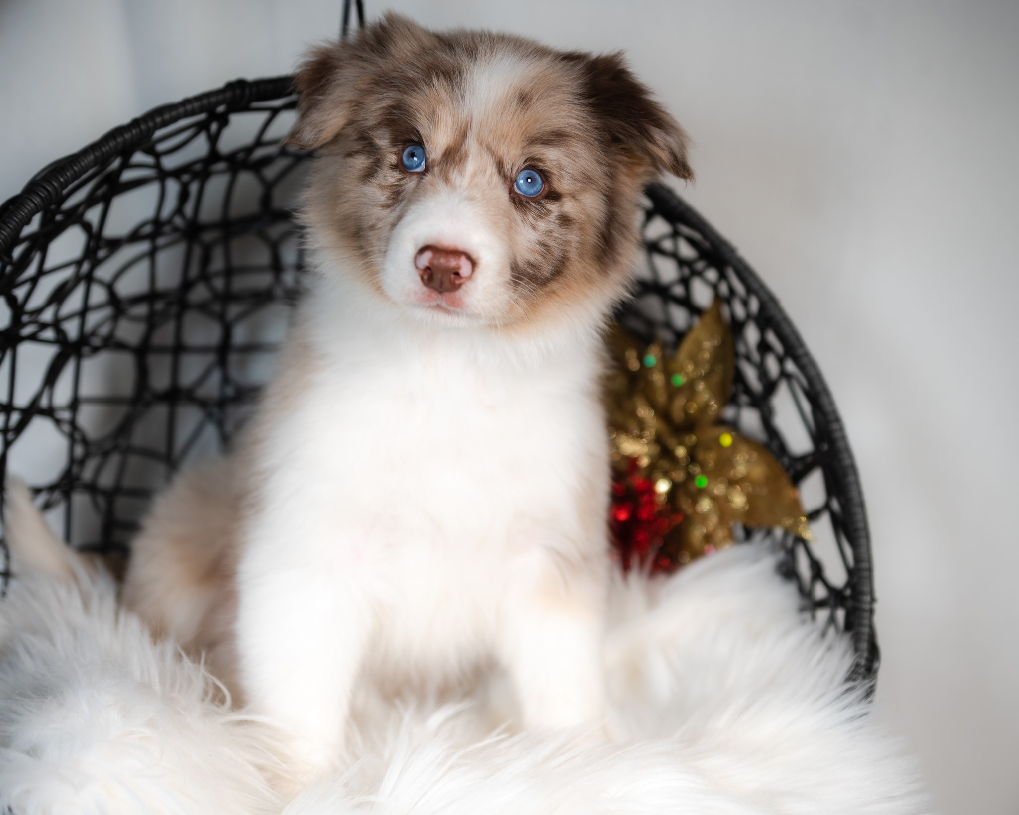 Red merle Border Collie puppy for sale in St. Louis.
