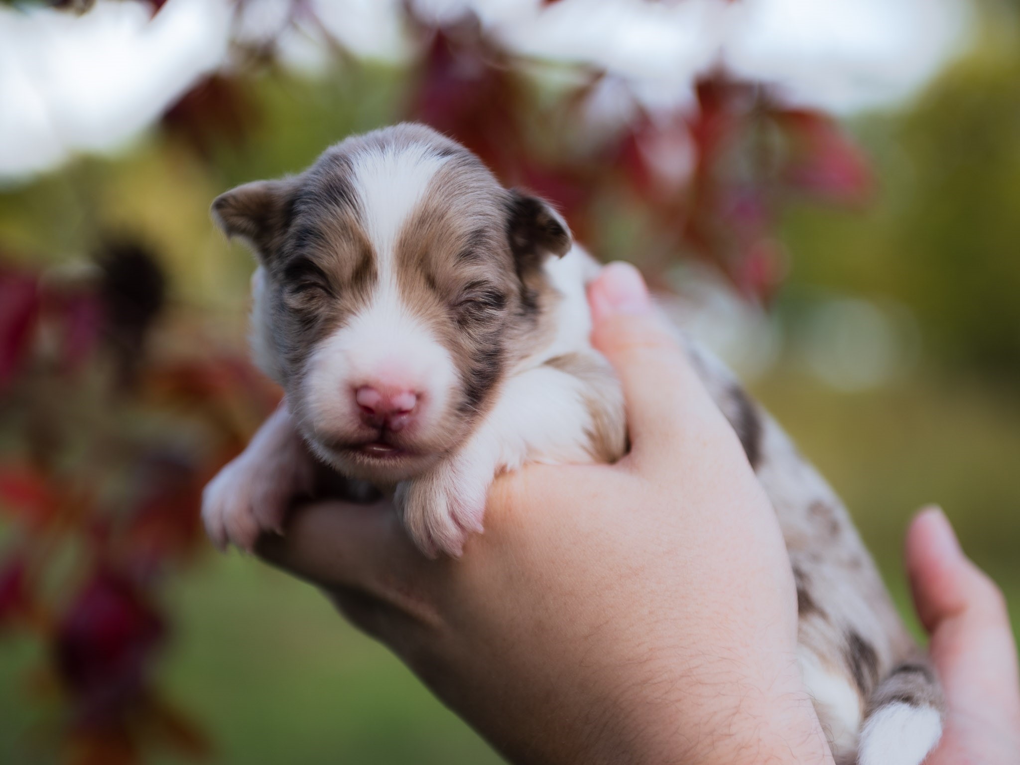 Red merle female Border Collie puppy for sale in Florida.