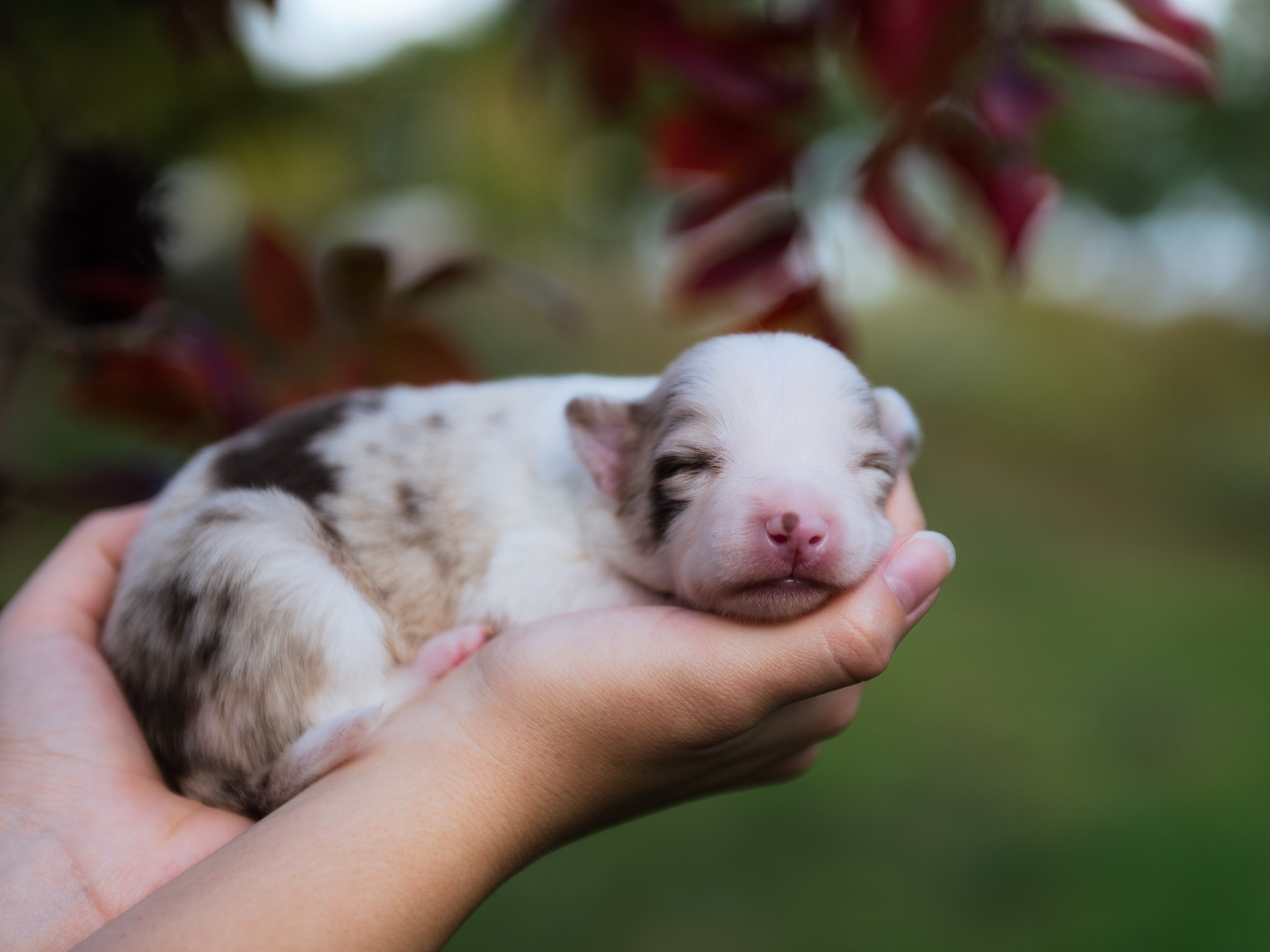 Red merle female Border Collie puppy for sale in Florida.