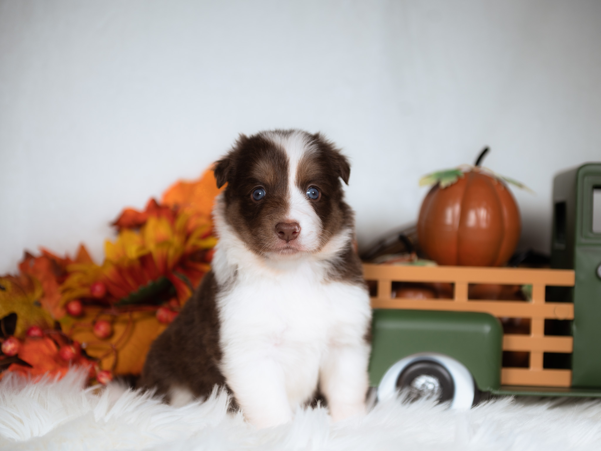 Red tri Border Collie puppy for sale in Missouri.