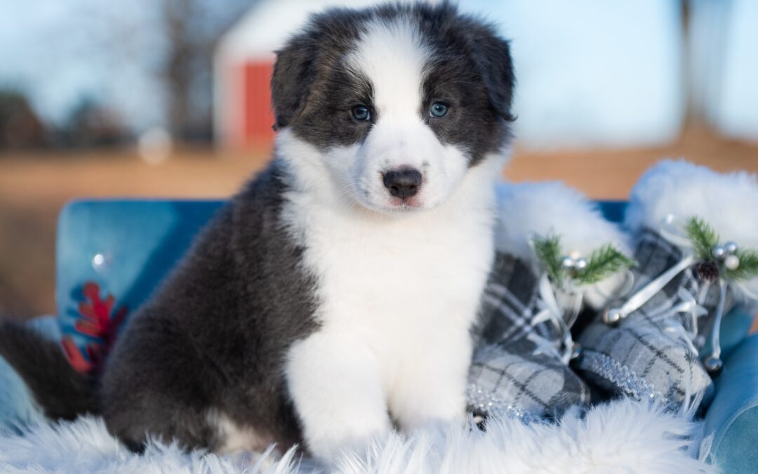 Reserved | Hazelnutty Mocha | Blue & White Male Border Collie Puppy