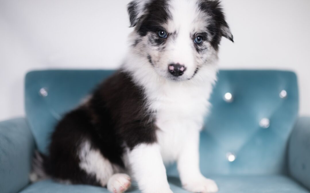 Reserved | Teeter | Blue Merle Female Border Collie Puppy | Congratulations & Thank You to Tonya M. of Port Orange, Florida