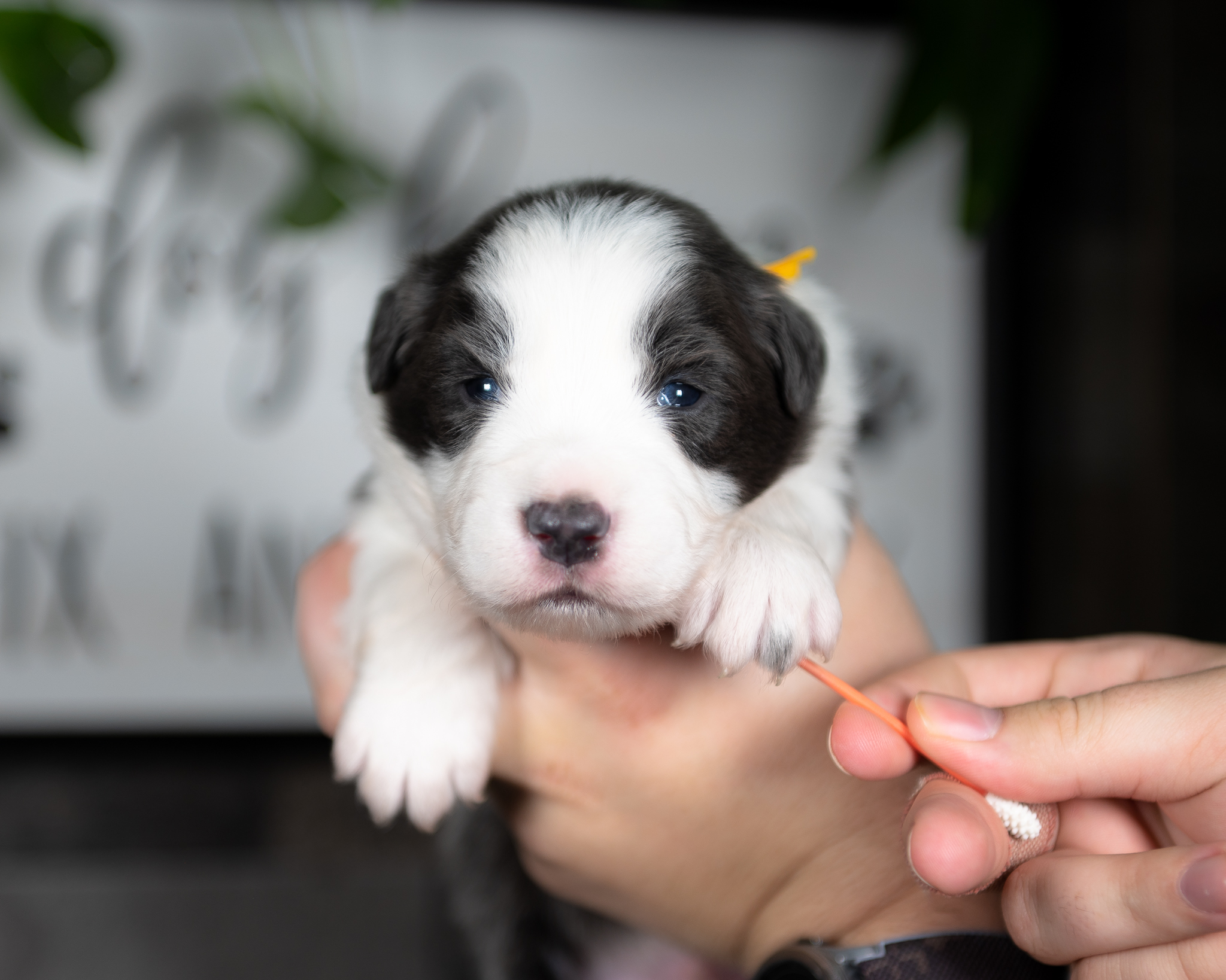 Border Collie puppy for sale.