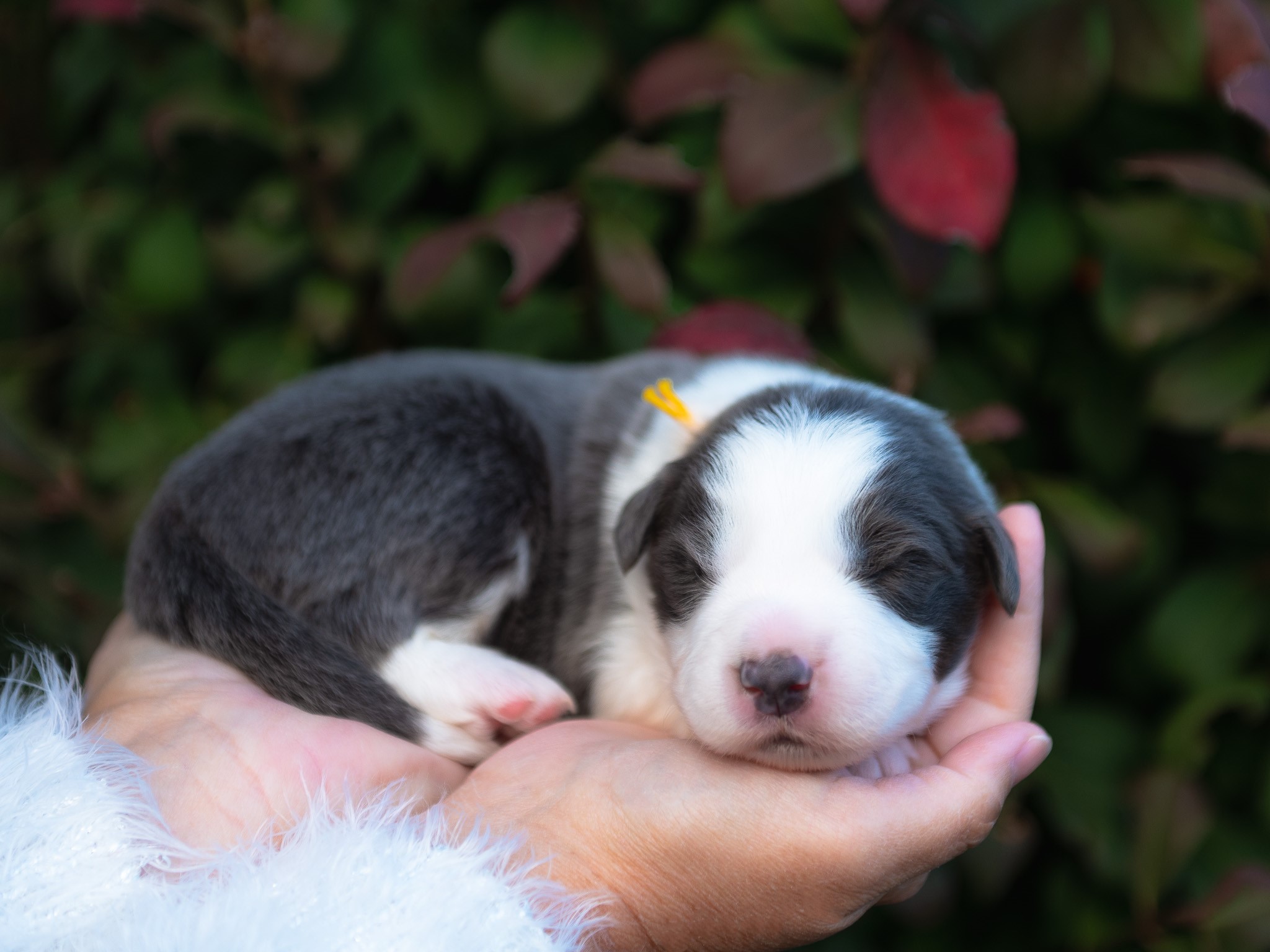 Border Collie puppy for sale.