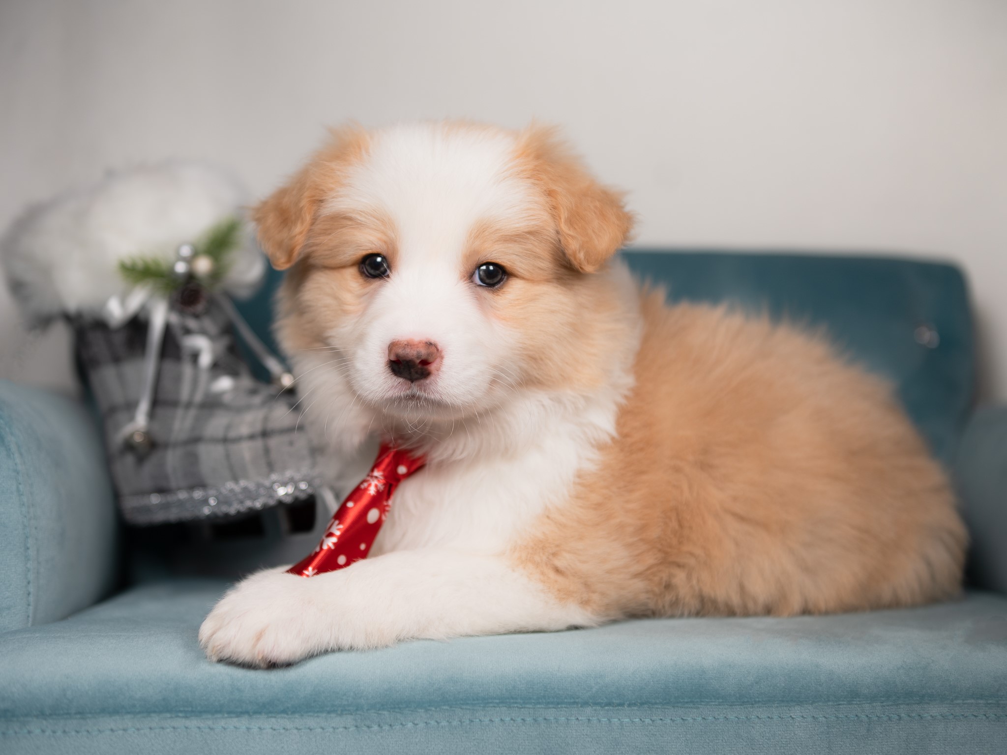 Border Collie puppy for sale in Oklahoma.