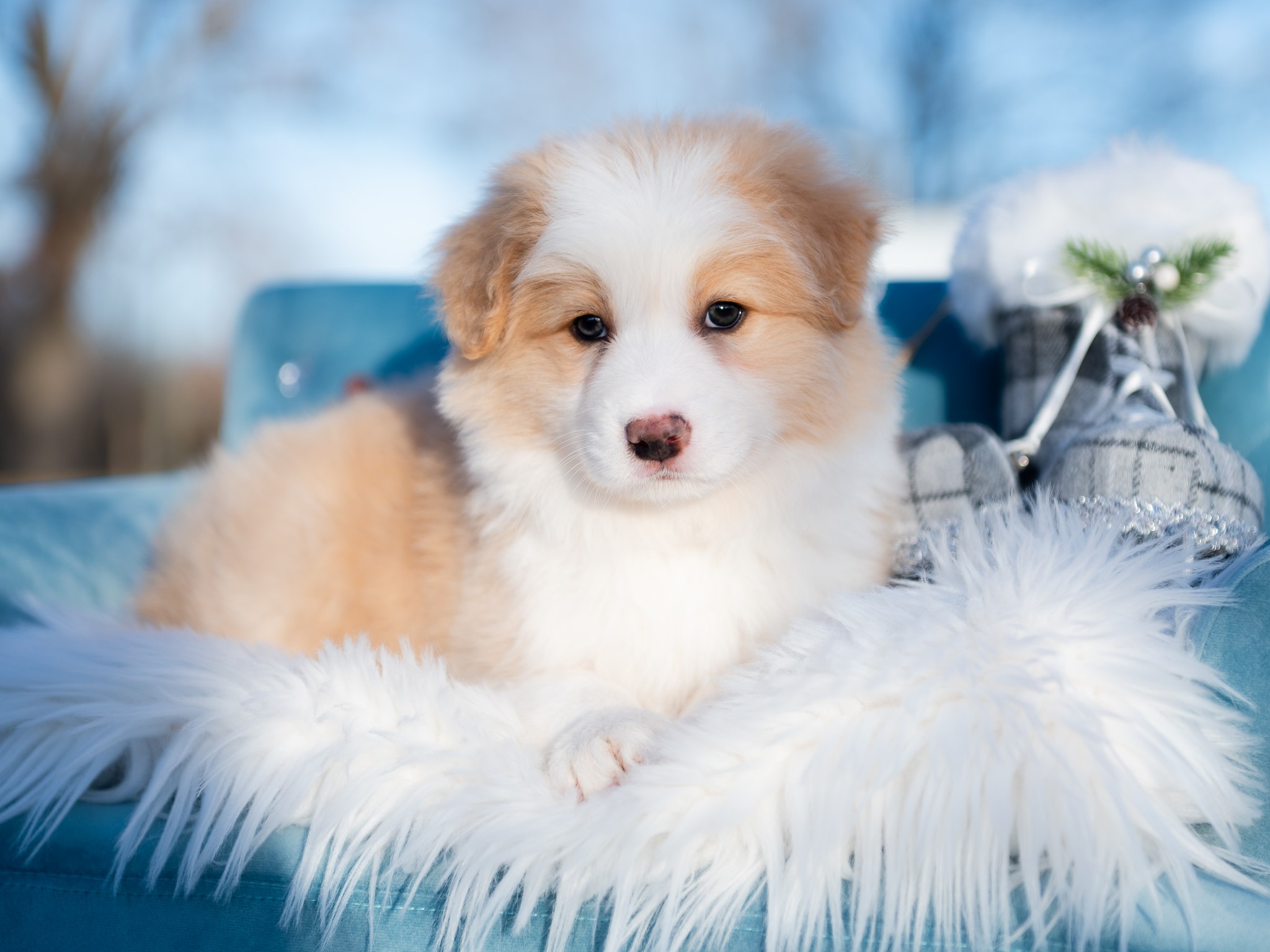 Gold Border Collie puppy for sale in Missouri.