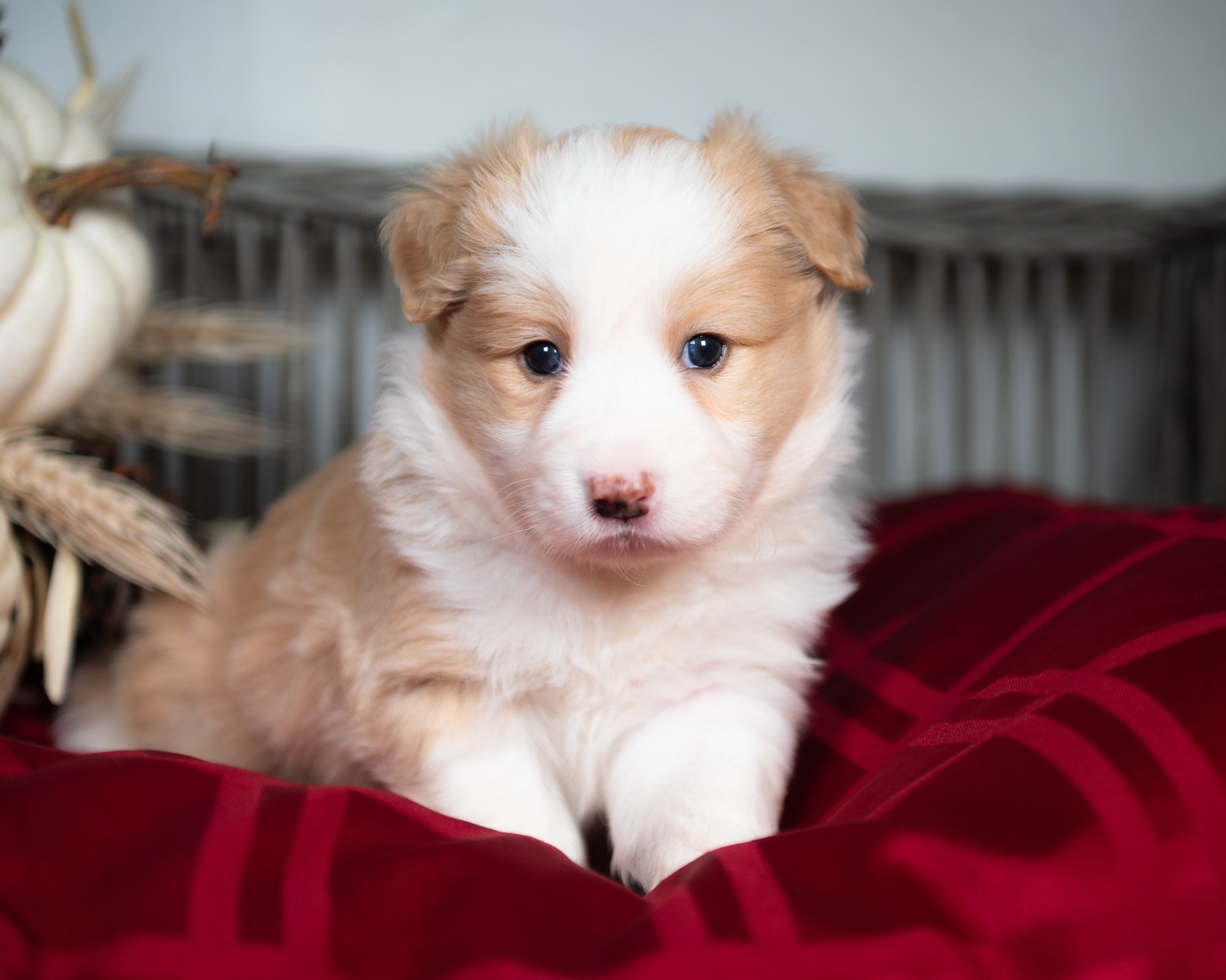 Gold & white Borde Collie puppy for sale near me.