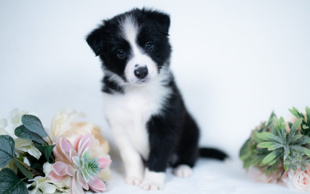 Reserved | Mint Chip | Black & White Female Border Collie Puppy | Congratulations & Thank You to Tommy V. of Olathe, Kansas