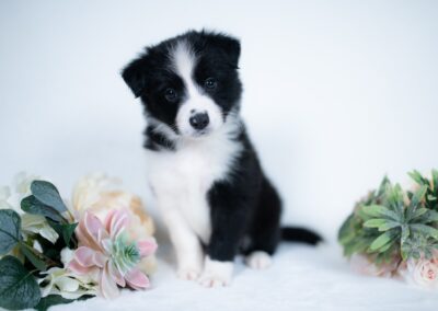 Reserved | Mint Chip | Black & White Female Border Collie Puppy | Congratulations & Thank You to Tommy V. of Olathe, Kansas
