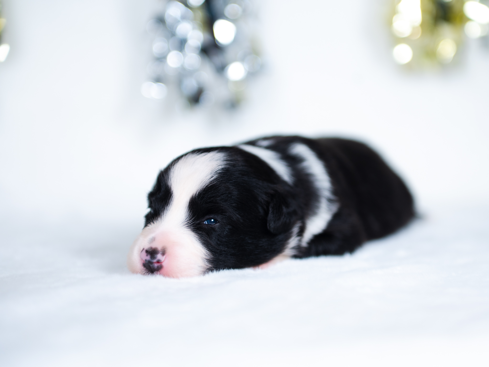 Black and white female Border Collie puppy for sale in Florida.