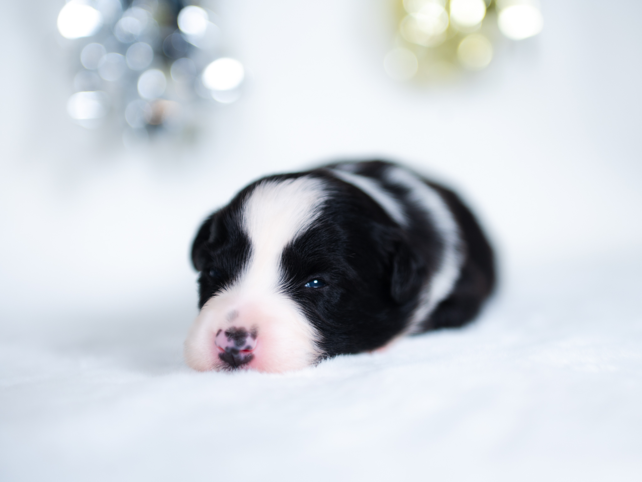 Black and white female Border Collie puppy for sale in Florida.