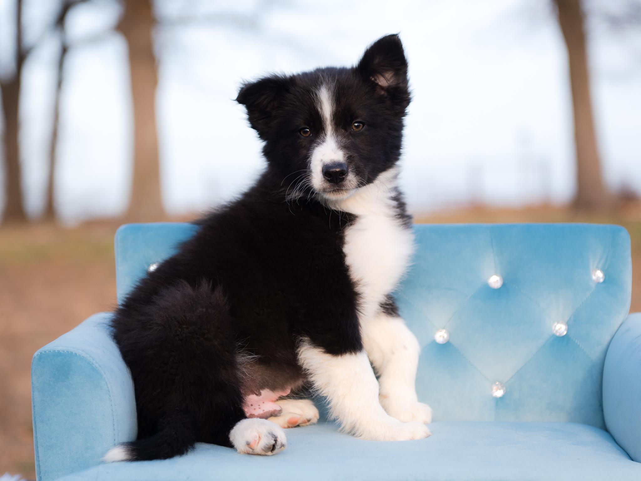 Black and white male Border Collie puppy.