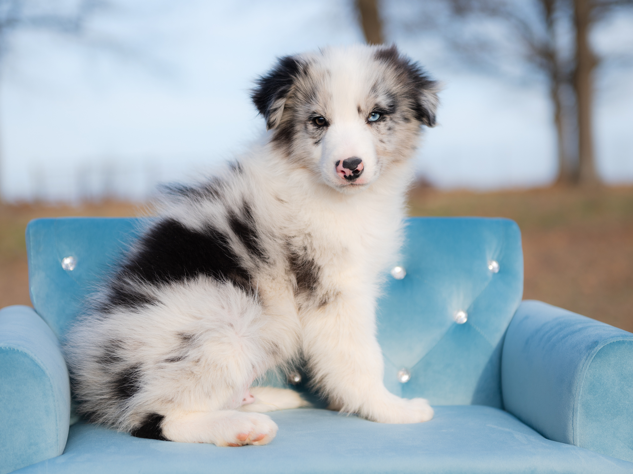 Blue merle Border Collie puppy for sale.