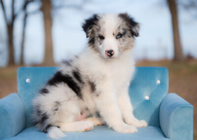 Moose Tracks | Blue Merle Male Border Collie Puppy