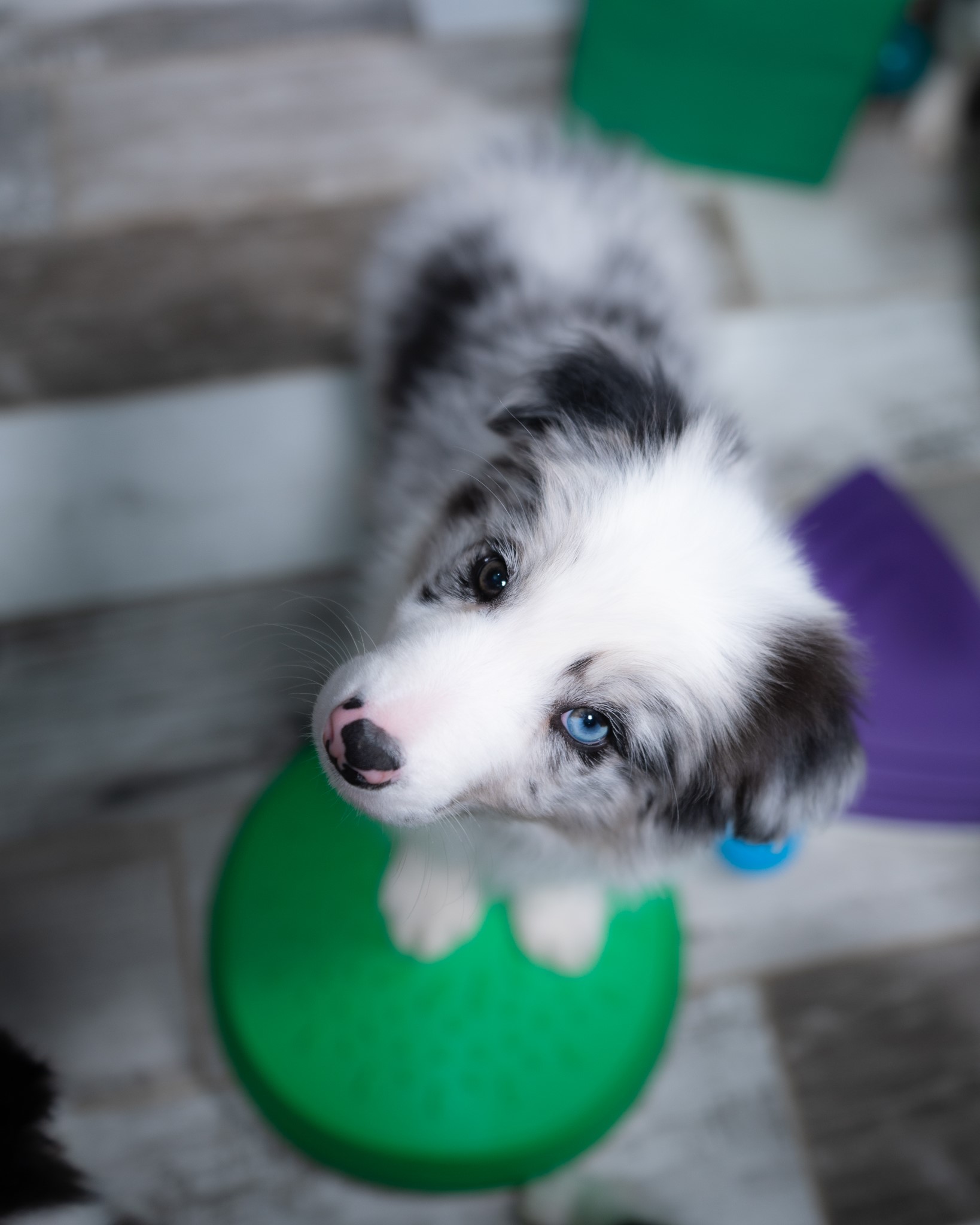 Blue merle Border Collie puppy for sale in Arizona.